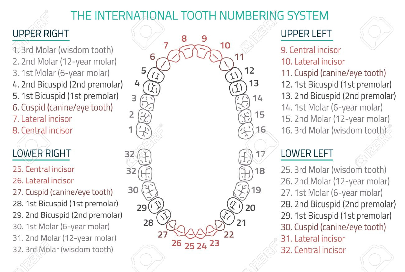 Adult International Tooth Numbering Chart. Illustration. Editable for Printable Tooth Chart With Numbers