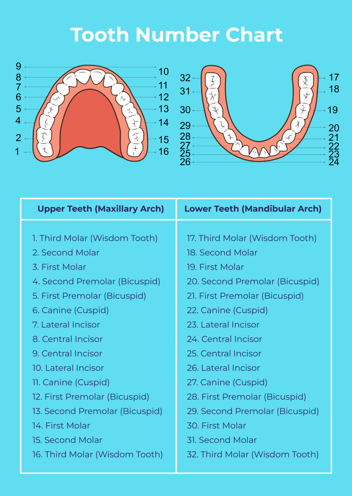 Free Tooth Number Chart Template To Edit Online for Printable Tooth Chart with Numbers
