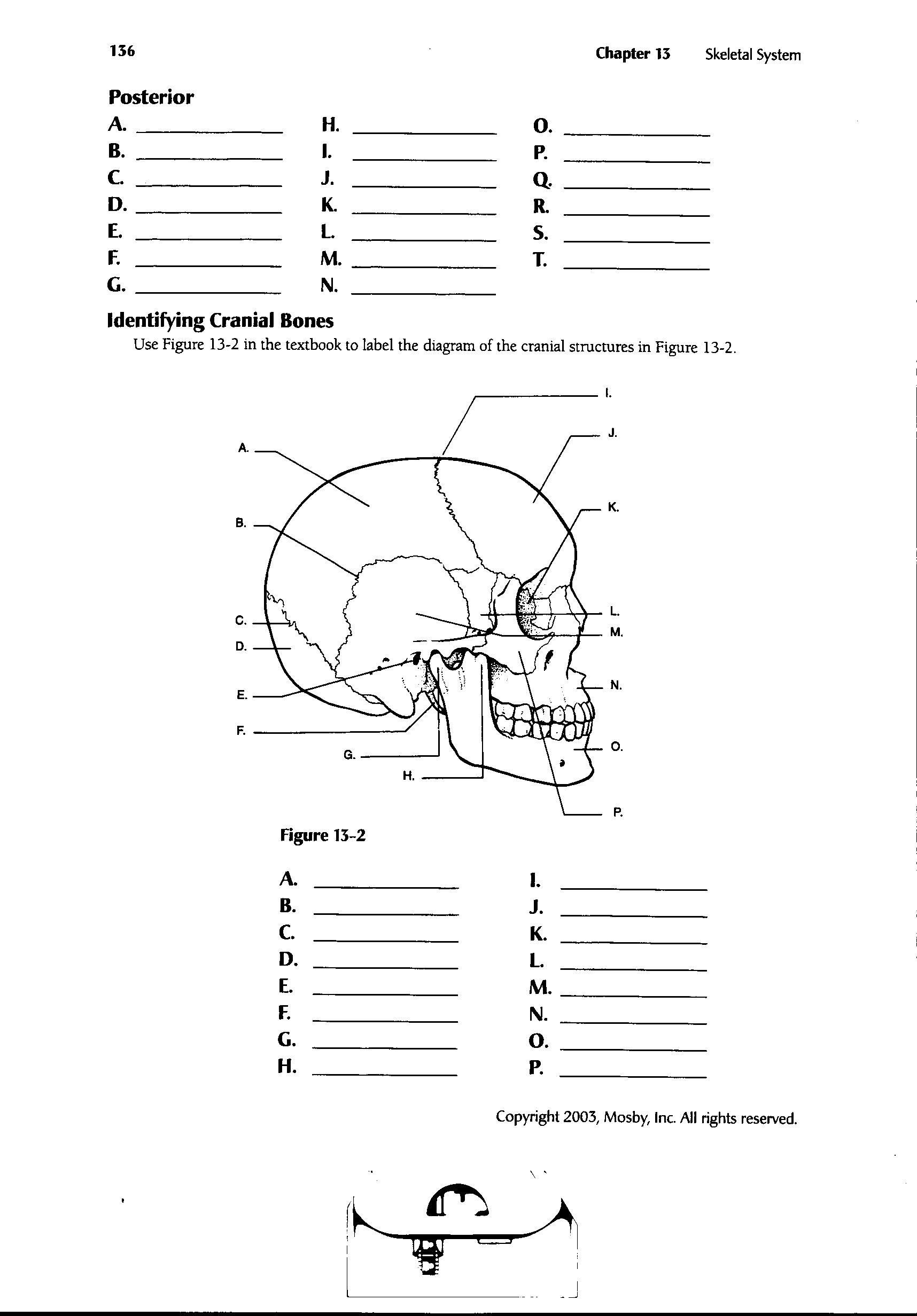 Human Anatomy Worksheets And Study Guides - Worksheets Library pertaining to Anatomy And Physiology Printable Worksheets
