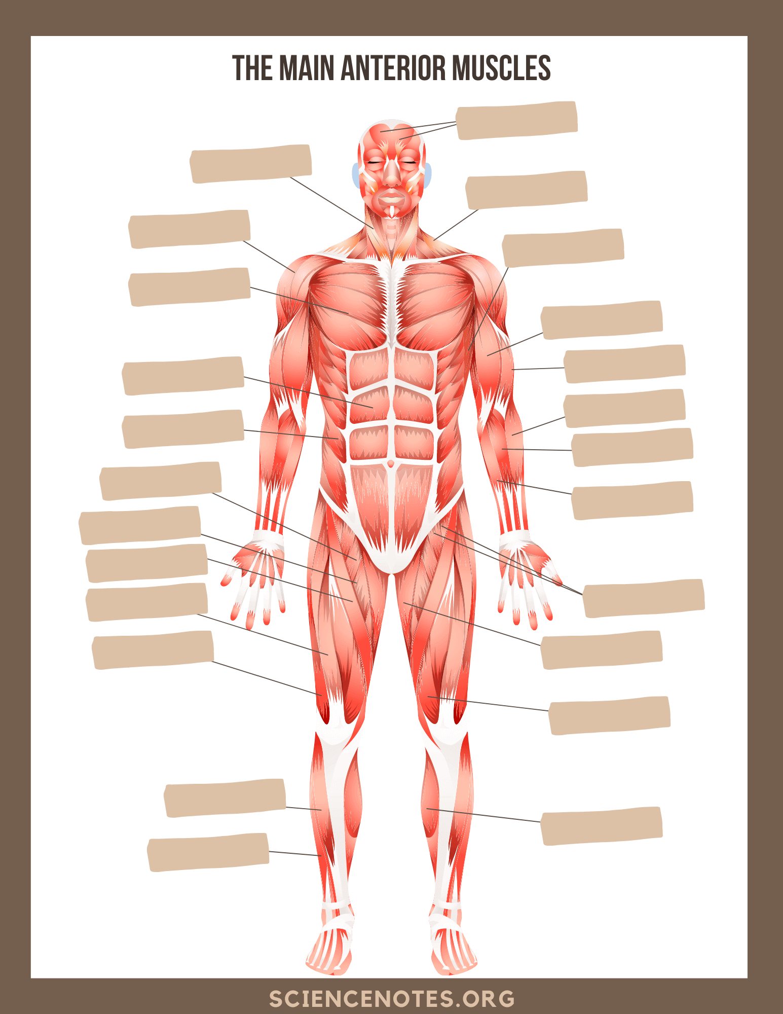 Human Anatomy Worksheets And Study Guides - Worksheets Library regarding Anatomy And Physiology Printable Worksheets
