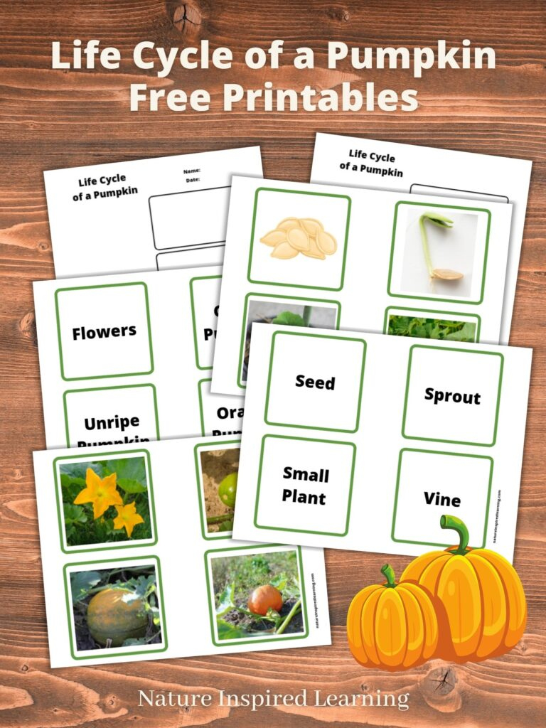 Life Cycle Of A Pumpkin Printables within Life Cycle Of A Pumpkin Printable Free
