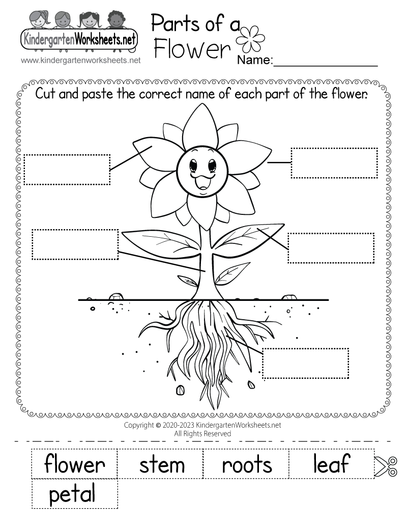 Parts Of A Flower Worksheet - Free Printable, Digital, & Pdf in Kindergarten Science Free Printable Worksheets