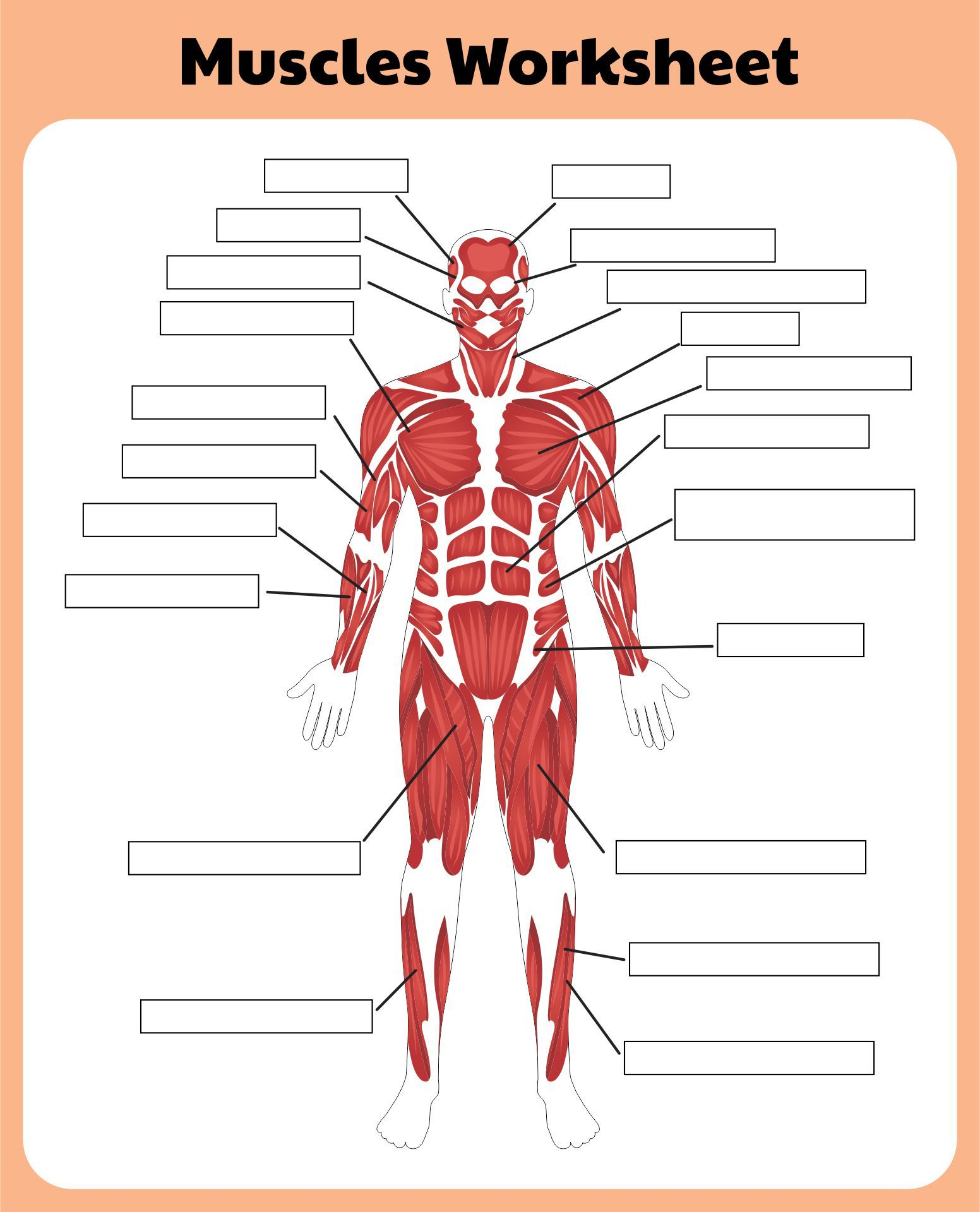 Printable Muscular System Worksheets within Anatomy and Physiology Printable Worksheets