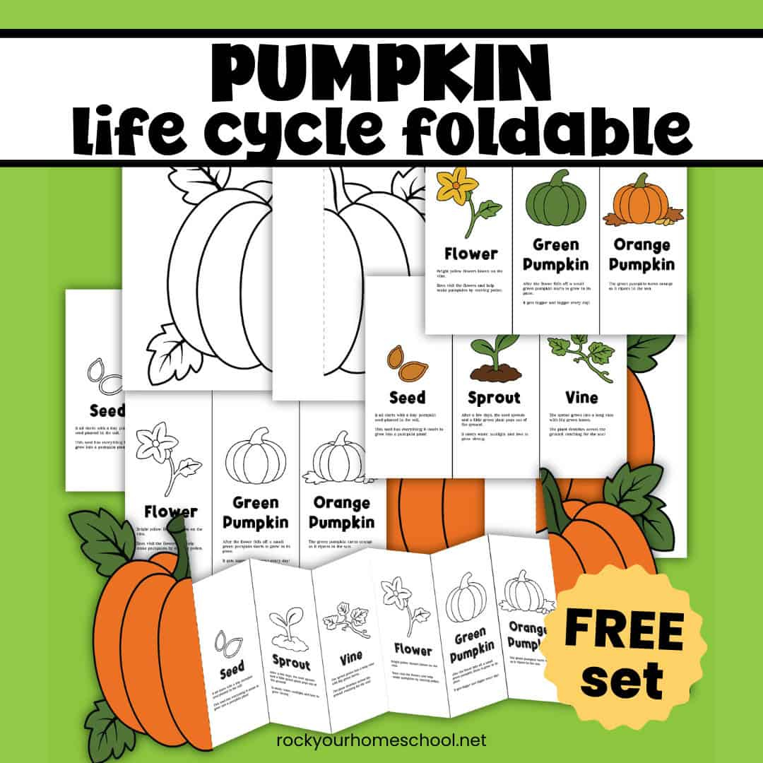 Pumpkin Life Cycle Activity For A Fun Science Foldable (Free throughout Life Cycle of a Pumpkin Printable Free
