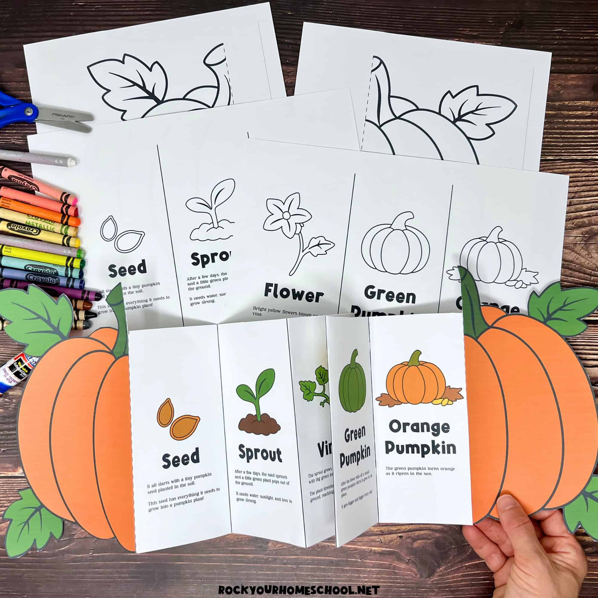 Pumpkin Life Cycle Activity For A Fun Science Foldable (Free throughout Life Cycle Of A Pumpkin Printable Free
