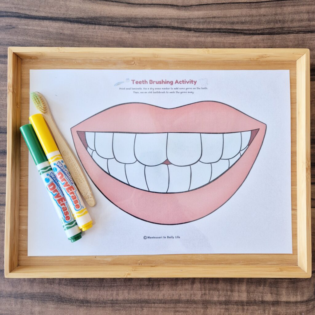 Teeth Brushing Activity With Free Printable – Montessori In Daily Life inside Free Printable Brush Teeth Activity