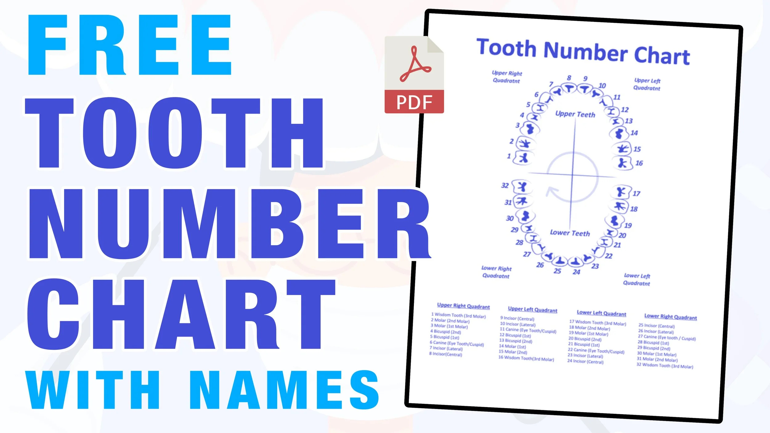 Tooth Number Chart (Printable Pdf) — Mashup Math in Printable Tooth Chart With Numbers
